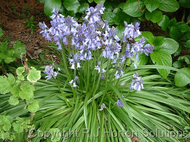 Bluebells