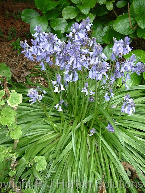 Bluebells_2