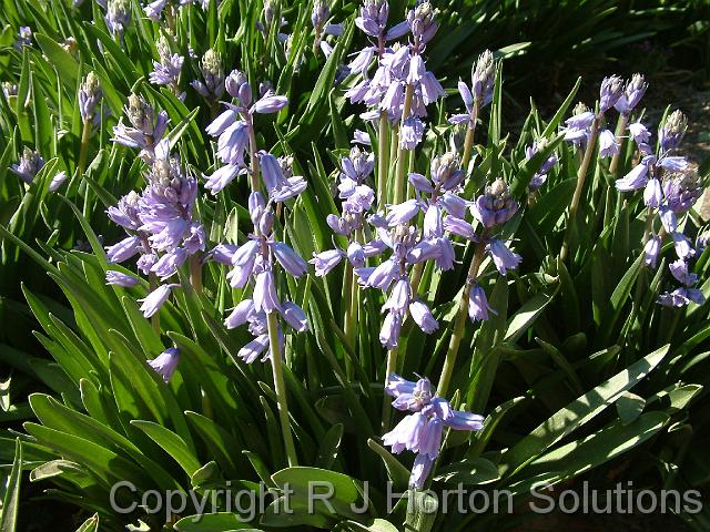 Bluebells_3