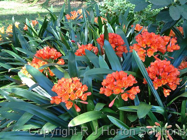 Clivia