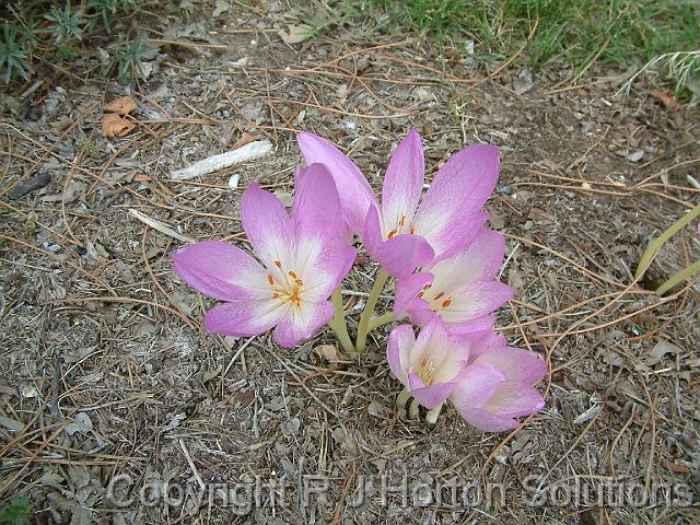 Colchicum