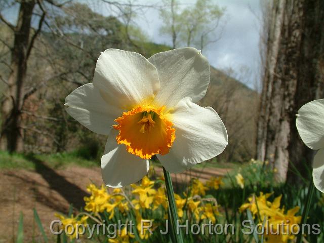 Daffodil_3