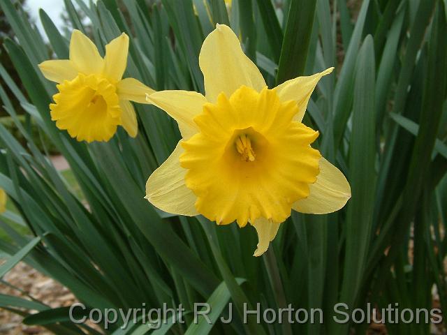 Daffodils