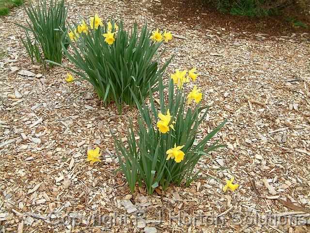 DaffodilsMulch