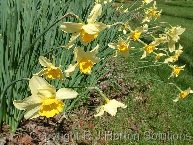 DaffodilsSpring