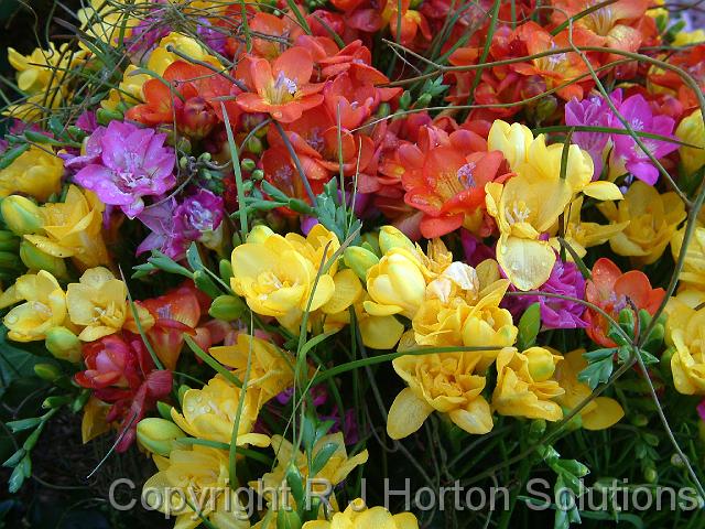 Freesias