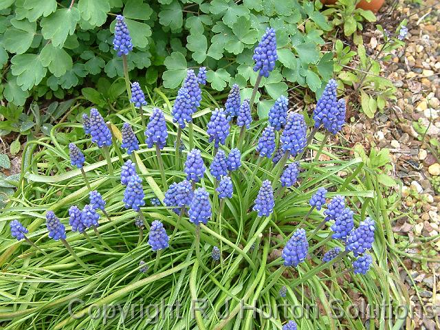 GrapeHyacinth