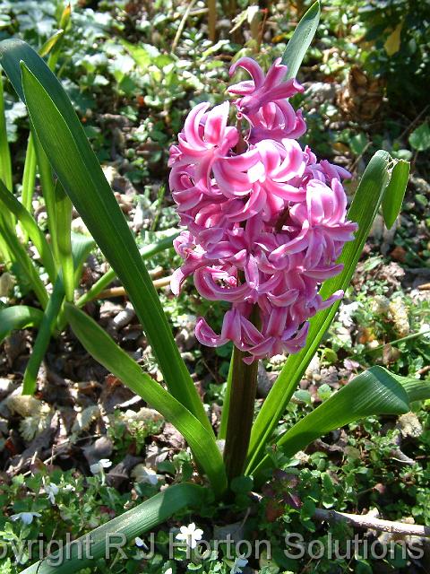 HyacinthPink