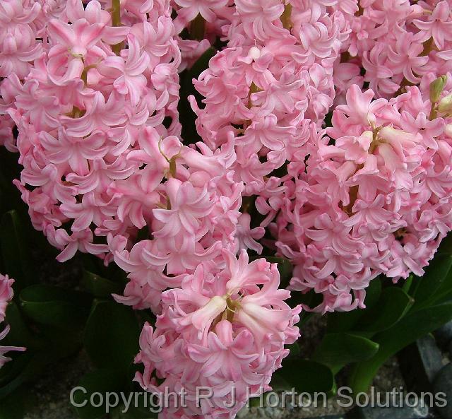 Hyacinths_pink