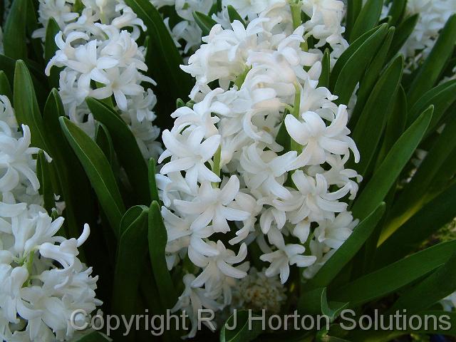 Hyacinths_white