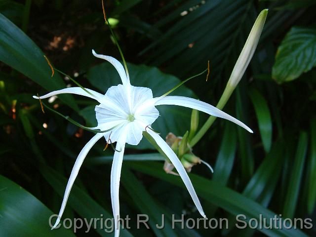 Hymenocallis