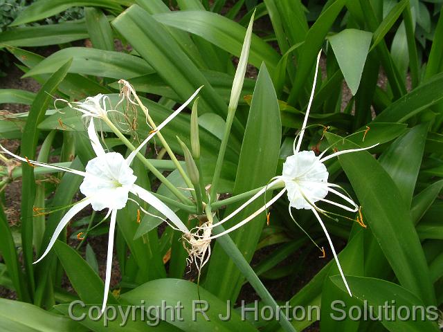 Hymenocallis_4