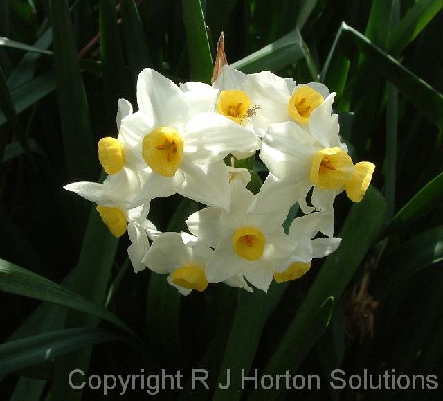 Jonquils