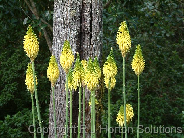 Kniphofia