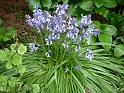 Bluebells 