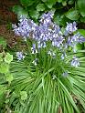 Bluebells_2 