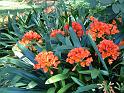 Clivia 