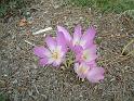 Colchicum 