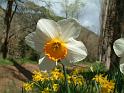 Daffodil_3