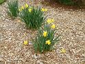 DaffodilsMulch 