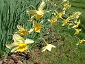 DaffodilsSpring