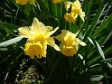 Daffodils_4