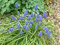 GrapeHyacinth 