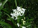 HyacinthWhite