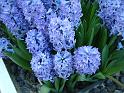 Hyacinths_blue