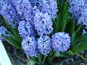 Hyacinths_blue 