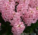 Hyacinths_pink 