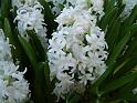 Hyacinths_white