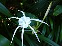 Hymenocallis 