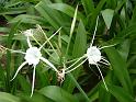 Hymenocallis_4 