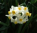 Jonquils 