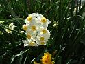 Jonquils_2