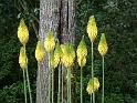 Kniphofia 