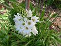 Ornithogalum