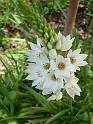 Ornithogalum_2 