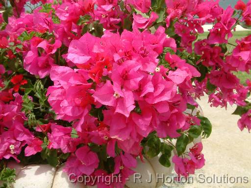 Bougainvillea 