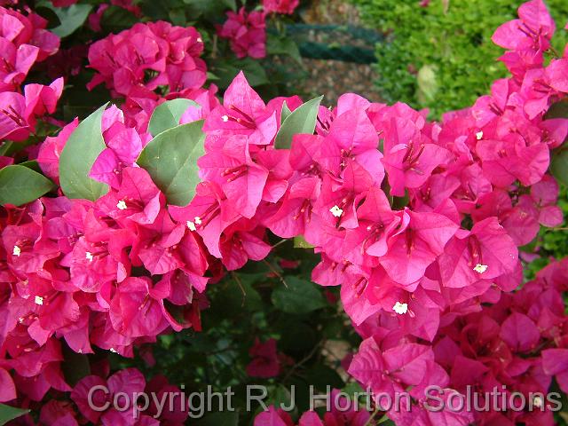 Bougainvillea_red_2