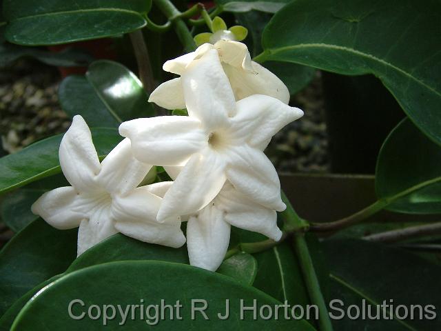 Stephanotis