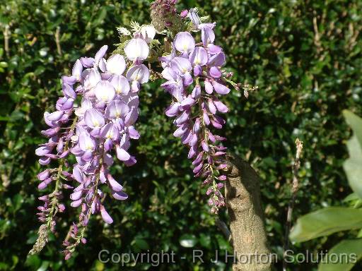 Wisteria 