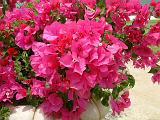 Bougainvillea 