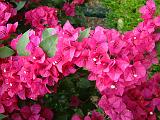 Bougainvillea_red_2