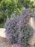 Hardenbergia