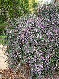 Hardenbergia_2 