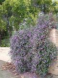 Hardenbergia_3