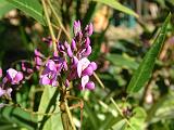 Hardenbergia_4