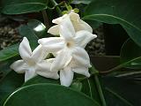 Stephanotis 